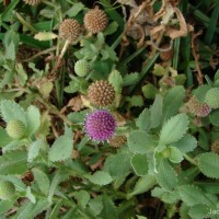 Sphaeranthus indicus L.